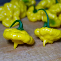 kang-star-lemon-starburst-ksls-pepper-seeds-close