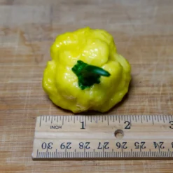 kang-star-lemon-starburst-ksls-pepper-size