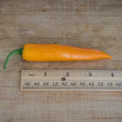 large-orange-thai-pepper