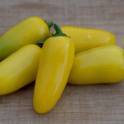 lemon-spice-jalapeno-pepper-seeds