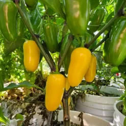 lemon-spice-jalapeno-peppers-growing