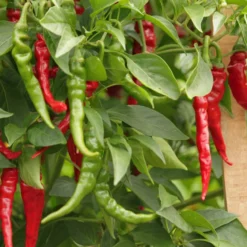 long-slim-cayenne-peppers