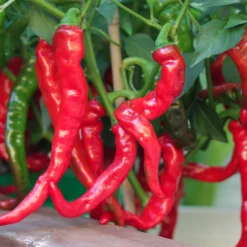 maules-red-hot-peppers-growing