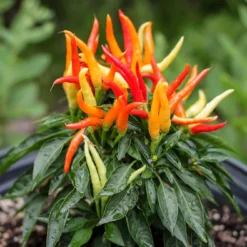 medusa-pepper-seeds-edible-ornamental