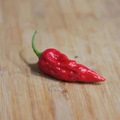 naga-morich-pepper
