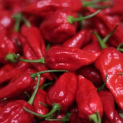 naga-morich-pepper-seeds