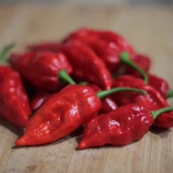 naga-morich-peppers