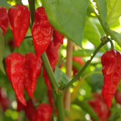 naga-morich-peppers-growing