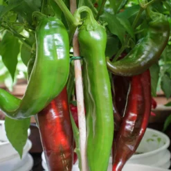 new-mex-big-jim-peppers-growing