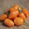 orange-habanero-pepper-seeds