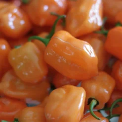 orange-habanero-peppers-close