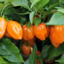 orange-habanero-peppers-growing