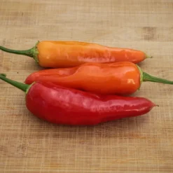 orange-peruvian-aji-amarillo-pepper-seeds