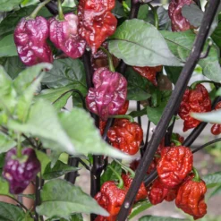 orion-pepper-seeds-color-transition