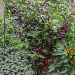 orion-super-hot-peppers-growing
