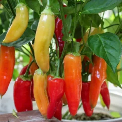 peruvian-aji-amarillo-peppers-growing