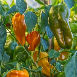 petit-marseillais-peppers-growing