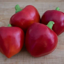 pimento-l-pepper-seeds