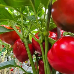 pimento-l-peppers-growing
