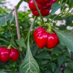 ralph-thompsons-squash-pepper-growing