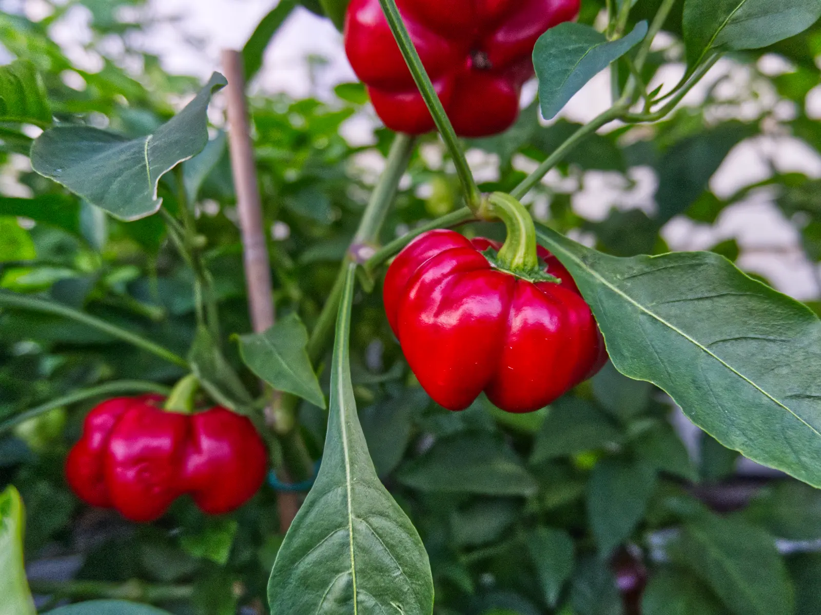 ralph-thompsons-squash-pepper-growing