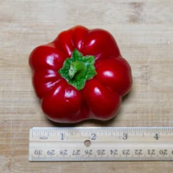 ralph-thompsons-squash-pepper-size