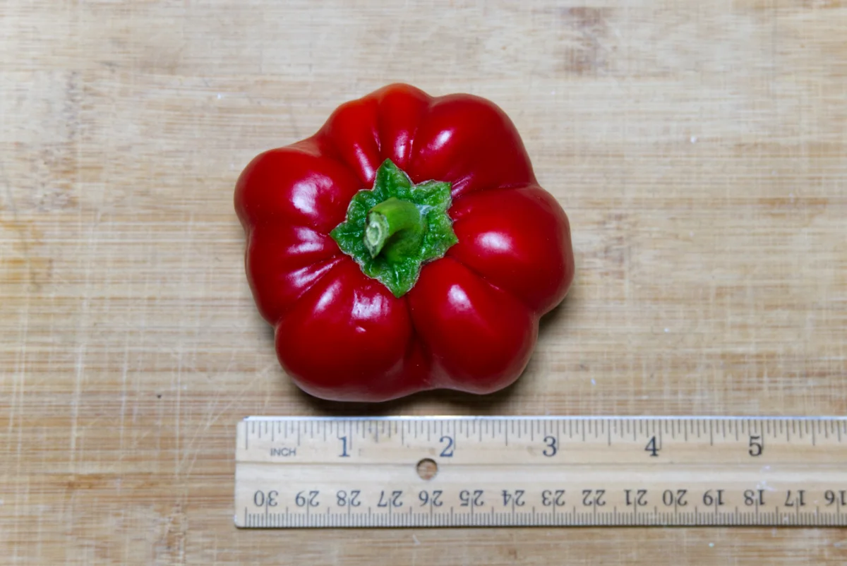 ralph-thompsons-squash-pepper-size