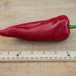 red-chervena-chushka-pepper-seeds