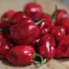 red-habanero-pepper-seeds