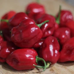 red-habanero-pepper-seeds