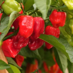 red-habanero-peppers-growing