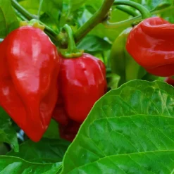 red-habanero-peppers-growing-close