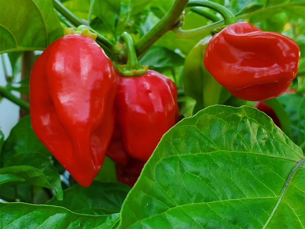 red-habanero-peppers-growing-close