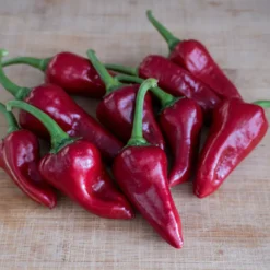 san-felipe-pepper-seeds