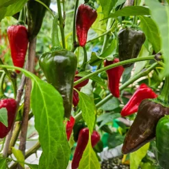 san-felipe-peppers-growing