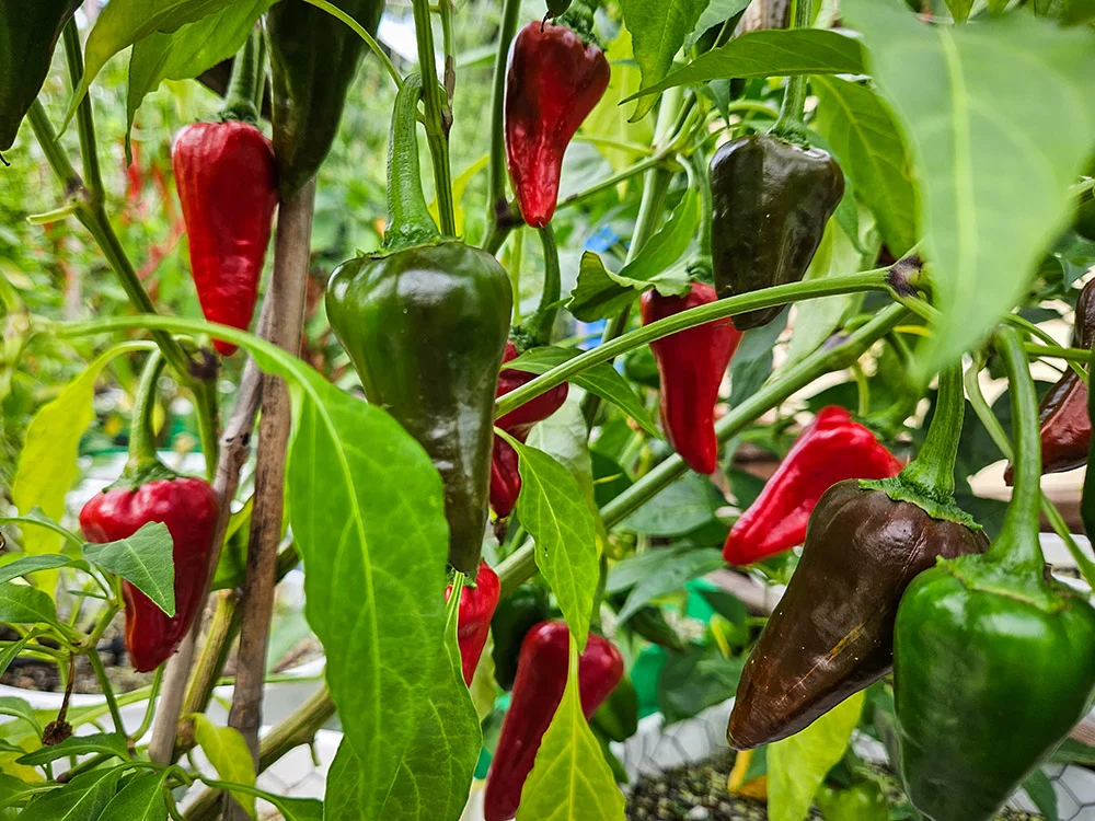 san-felipe-peppers-growing