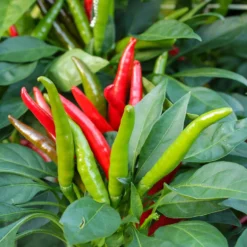 santaka-chili-peppers-growing