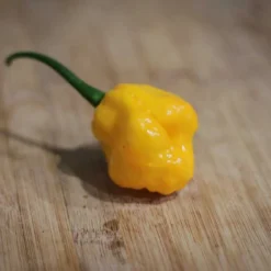 scotch-bonnet-pepper-seeds