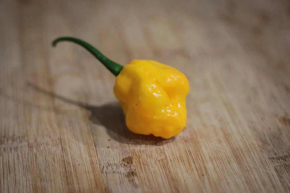 scotch-bonnet-pepper-seeds