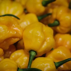 scotch-bonnet-peppers