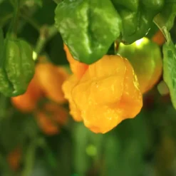 scotch-bonnet-peppers-growing