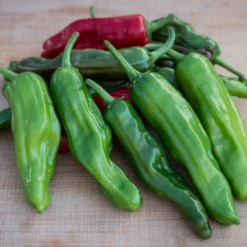 shishito-pepper-seeds