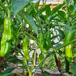 shishito-peppers-growing