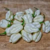snow-white-pepper-seeds