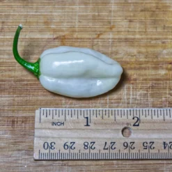 snow-white-pepper-seeds-size
