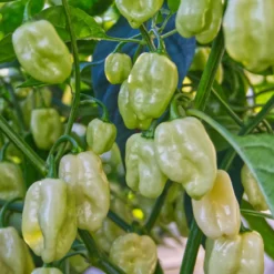 snow-white-peppers-growing-unripe