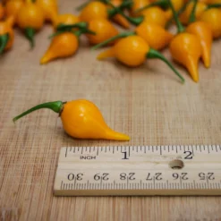 sweet-yellow-biquinho-pepper-seeds