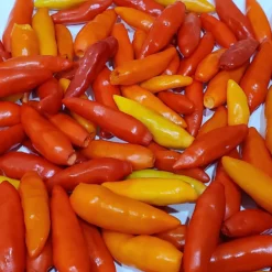 tabasco-peppers-growing