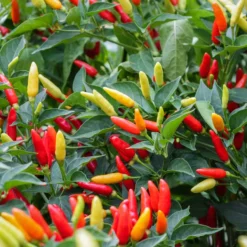 tabasco-peppers-growing