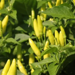 tabasco-peppers-unripe-growing